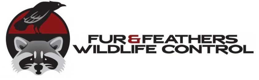 Fur & Feathers Wildlife Control