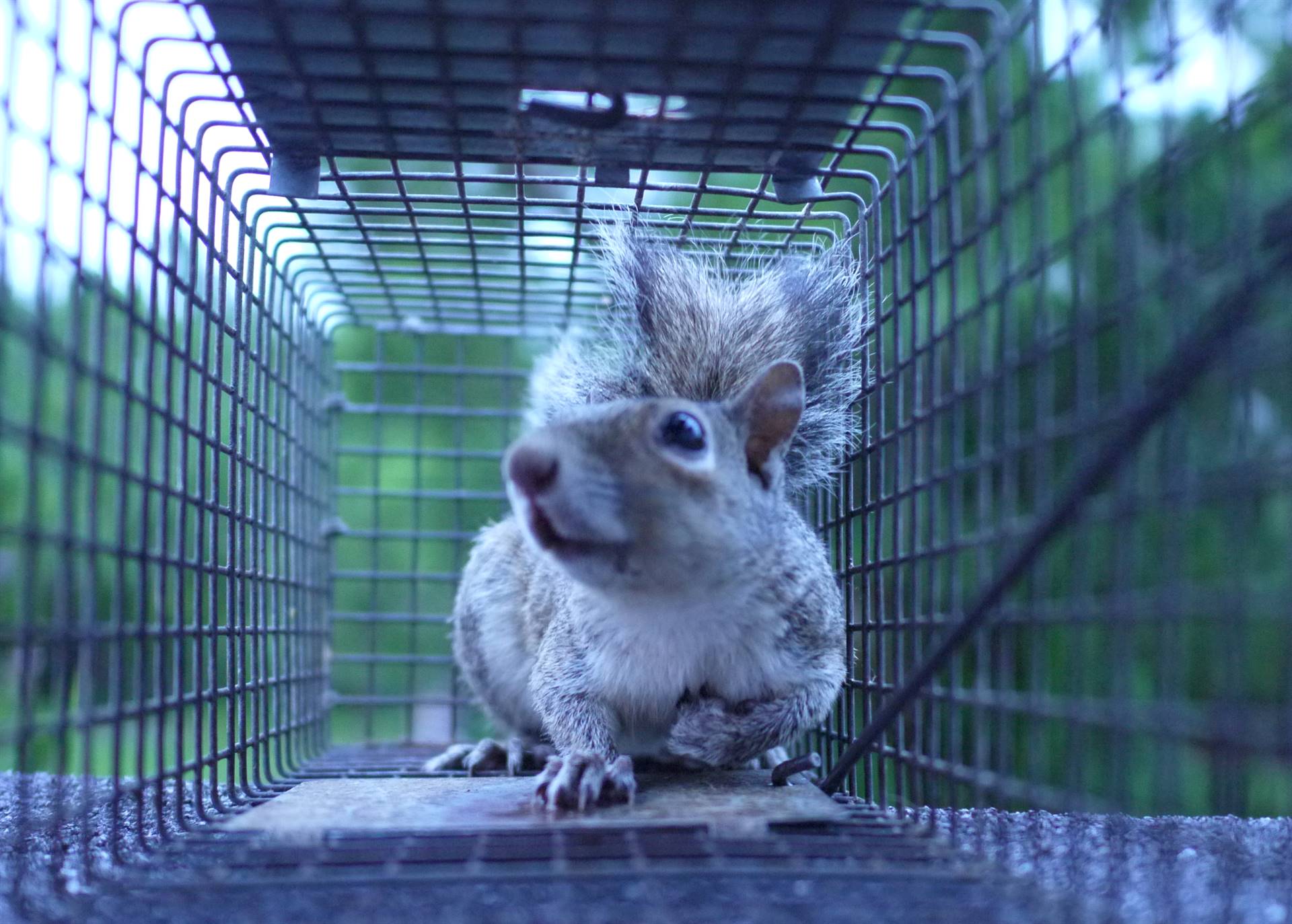 Squirrel Removal Fur & Feathers Wildlife Control