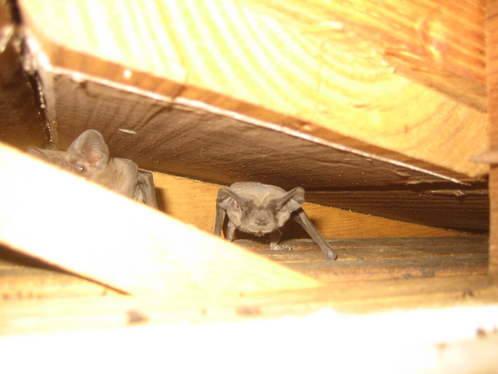 bats in the attic